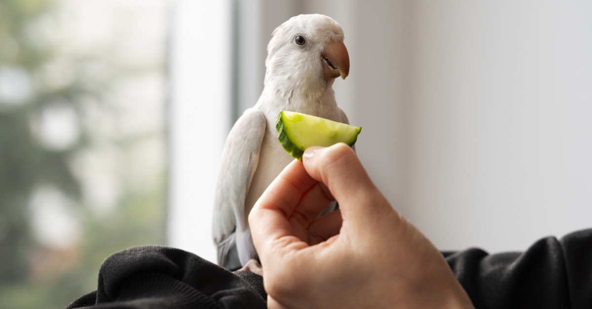 Top 10 Healthy Treats for Pet Birds